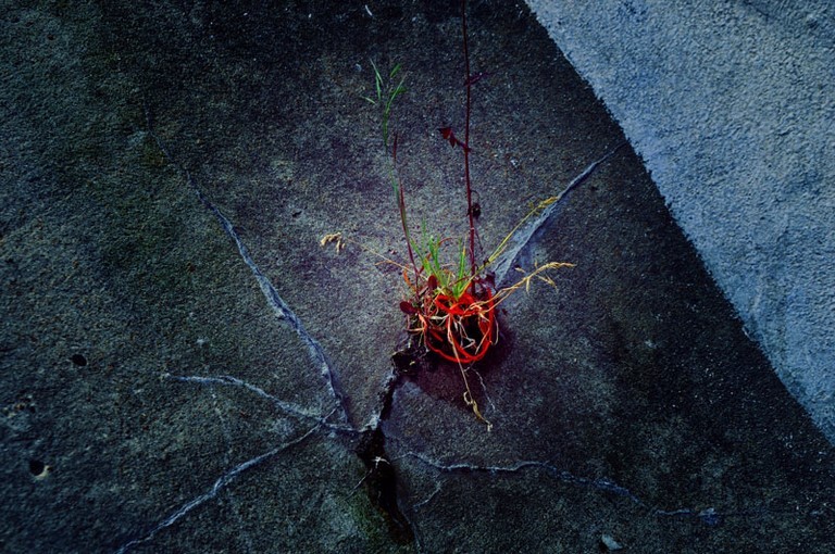 Photographie d'art de Zedblek artiste. Titre: « La ligne rouge » Title : « The red line ». écologie ecology Brindille entouré d’un fil rouge de poubelle. Twig surrounded by a red trash can thread. Beaux-arts fine art. Photo photographie couleur color photograph. Œuvre d’art Art contemporain. Art galerie de Zedblek artiste. Art gallery by Zedblek artist : photographe peintre painter photograph