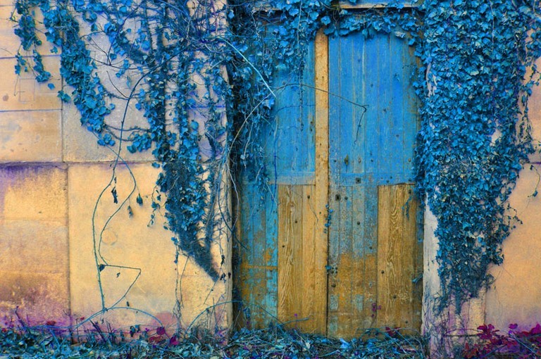 Photographie d'art de Zedblek artiste. Titre: « Le lierre bleu » Title : « Blue ivy ». Paysage de Nature aux couleurs fluorescentes. Nature landscape in fluorescent colors. Porte door .Beaux-arts fine art. Photo photographie couleur color photograph. Œuvre d’art Art contemporain. Art galerie de Zedblek artiste. Art gallery by Zedblek artist : photographe peintre painter photograph