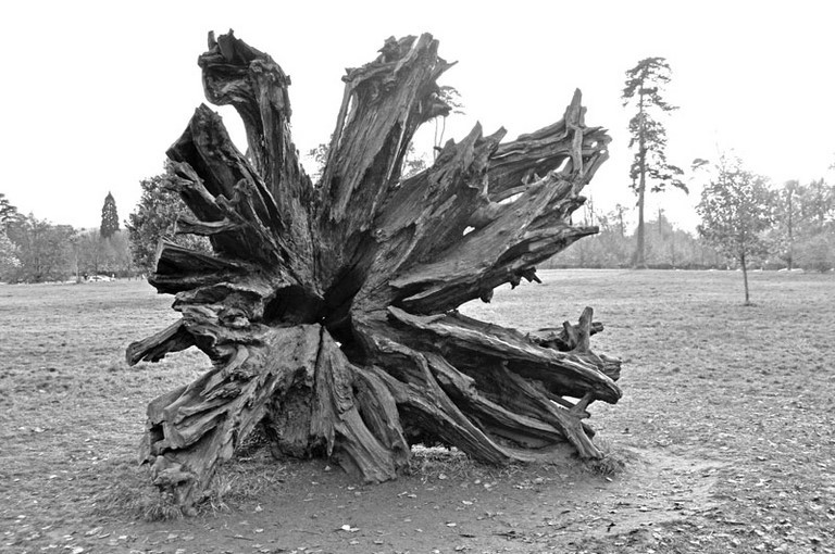 Photographie d'art de Zedblek artiste. Titre: « Outside » arbre déraciné uprooted tree. Beaux-arts fine art. Photo photographie noire et blanc black and white photograph. Œuvre d’art Art contemporain. Art galerie de Zedblek artiste. Art gallery by Zedblek artist : photographe peintre painter photograph