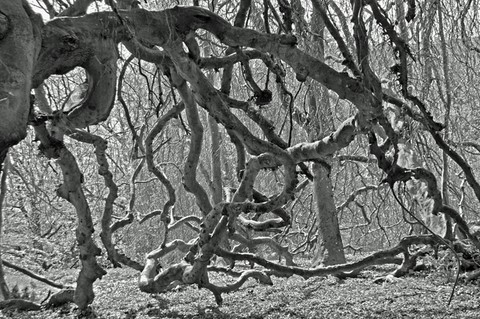 Photographie d'art de Zedblek artiste. Titre: « Le champ des possibles » arbre avec beaucoup de branches tordues dans la forêt. Tree with many twisted branches in the forest. Beaux-arts fine art. Photo photographie noire et blanc black and white photograph. Œuvre d’art Art contemporain. Art galerie de Zedblek artiste. Art gallery by Zedblek artist : photographe peintre painter photograph