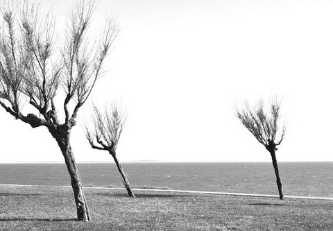 Photographie d'art de Zedblek artiste. Title: « Wind » Paysage de trois arbres penchés par le vent. Landscape of three trees bent by the wind. Beaux-arts fine art. Photo photographie noire et blanc black and white photograph. Œuvre d’art Art contemporain. Art galerie de Zedblek artiste. Art gallery by Zedblek artist : photographe peintre painter photograph